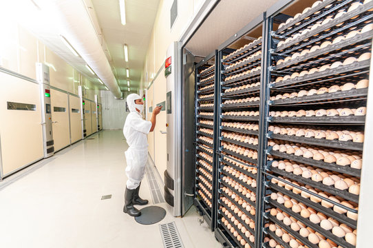 Chick Hatchery