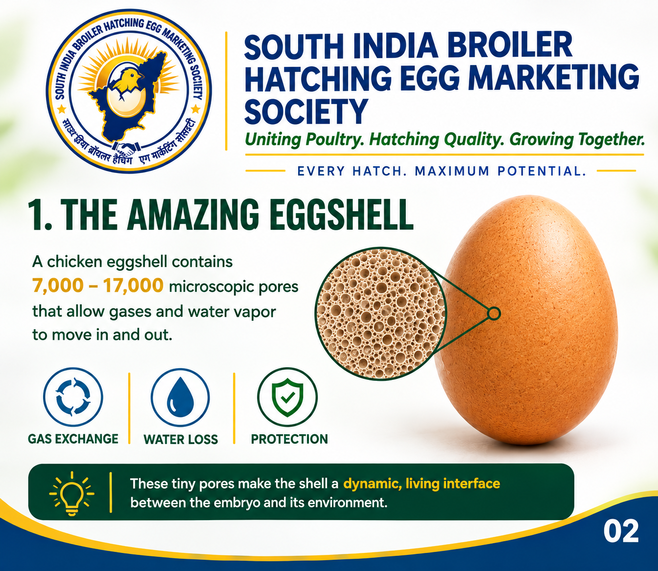Hatching Eggs Collection